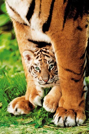 Tiger and Cub Poster 61 X 91.5 cm-Hand Picked Imports